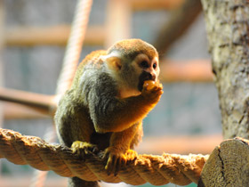 Смотреть фото Беличий саймири Фото Беличий саймири