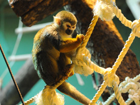 Смотреть фото Беличий саймири Фото Беличий саймири
