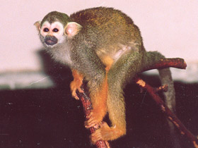 Смотреть фото Беличий саймири Фото Беличий саймири