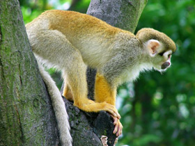 Смотреть фото Беличий саймири Фото Беличий саймири