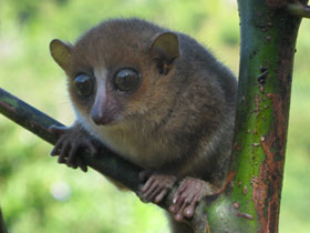 Смотреть фото Мышиный лемур Герпа Фото Мышиный лемур Герпа