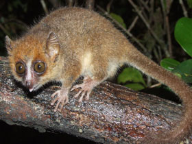 Смотреть фото Карликовый мышиный лемур Фото Карликовый мышиный лемур