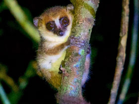 Смотреть фото Коричневый мышиный лемур Фото Коричневый мышиный лемур
