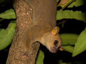 Смотреть фото Карликовый лемур Кокерела Фото Карликовый лемур Кокерела