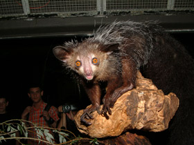 Смотреть фото Руконожка Фото Руконожка