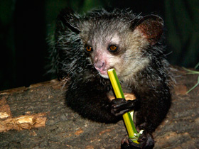 Смотреть фото Руконожка Фото Руконожка