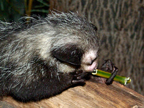 Смотреть фото Руконожка Фото Руконожка