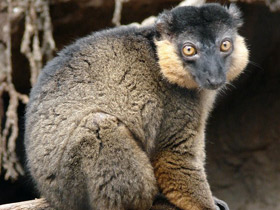 Смотреть фото Красноошейниковый лемур Фото Красноошейниковый лемур