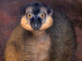 Смотреть фото Красноошейниковый лемур Фото Красноошейниковый лемур