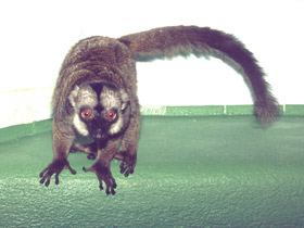 Смотреть фото Бурый лемур Фото Бурый лемур