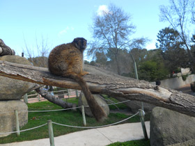 Смотреть фото Бурый лемур Фото Бурый лемур