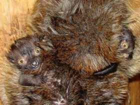 Смотреть фото Чёрный лемур Фото Чёрный лемур