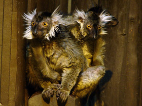 Смотреть фото Чёрный лемур Фото Чёрный лемур