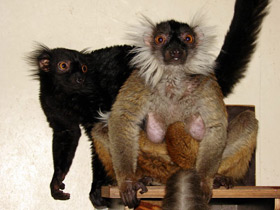 Смотреть фото Чёрный лемур Фото Чёрный лемур