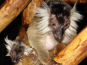 Смотреть фото Чёрный лемур Фото Чёрный лемур