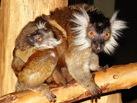 Смотреть фото Чёрный лемур Фото Чёрный лемур