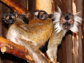 Смотреть фото Чёрный лемур Фото Чёрный лемур