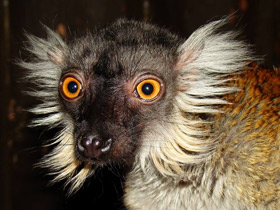 Смотреть фото Чёрный лемур Фото Чёрный лемур