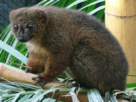 Смотреть фото Рыжебрюхий лемур Фото Рыжебрюхий лемур