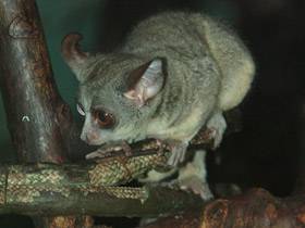 Фото Сенегальский галаго