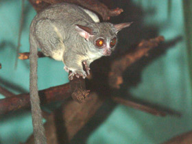 Фото Сенегальский галаго