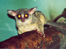 Фото Сенегальский галаго