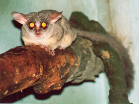 Фото Сенегальский галаго