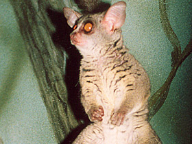 Фото Сенегальский галаго