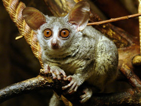 Фото Сенегальский галаго