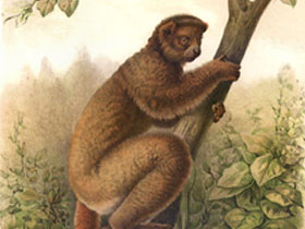 Смотреть фото Шерстистый лемур бецилеу Фото Шерстистый лемур бецилеу