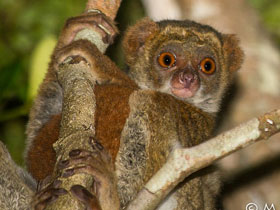 Смотреть фото Южный шерстистый лемур Фото Южный шерстистый лемур