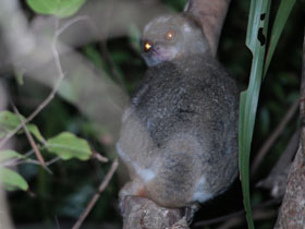 Смотреть фото Южный авагис Рементсовена Фото Южный авагис Рементсовена