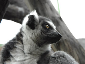 Смотреть фото Кошачий лемур Фото Кошачий лемур