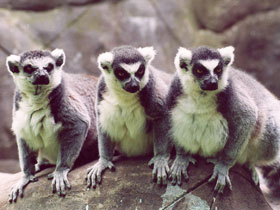 Смотреть фото Кошачий лемур Фото Кошачий лемур