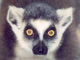 Смотреть фото Кошачий лемур Фото Кошачий лемур