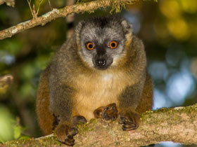 Смотреть фото Сероголовый лемур Фото Сероголовый лемур