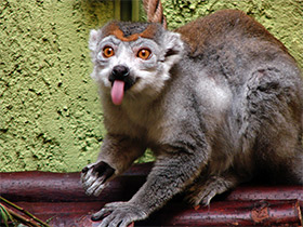 Смотреть фото Венценосный лемур Фото Венценосный лемур