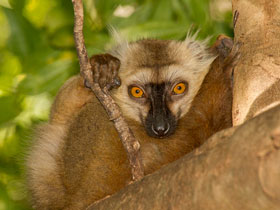 Смотреть фото Лемур Санфорда Фото Лемур Санфорда