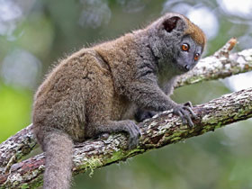 Смотреть фото Серый лемур Фото Серый лемур