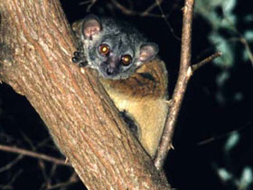Смотреть фото Рыжеплечий лемур Фото Рыжеплечий лемур