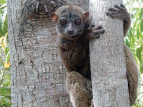 Смотреть фото Сероспинный лемур Фото Сероспинный лемур