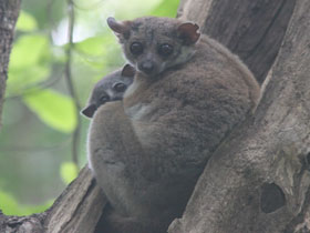 Смотреть фото Лемур Эдвардса Фото Лемур Эдвардса