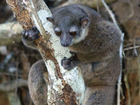 Смотреть фото Лемур Флеурета Фото Лемур Флеурета