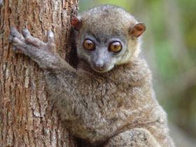Смотреть фото Лемур Холланда Фото Лемур Холланда
