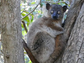 Смотреть фото Лемур Хаббарда Фото Лемур Хаббарда