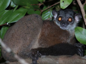 Смотреть фото Лемур Джеймса Фото Лемур Джеймса