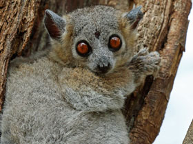 Смотреть фото Белоногий лемур Фото Белоногий лемур