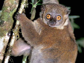 Смотреть фото Мелкозубый лемур Фото Мелкозубый лемур