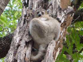 Смотреть фото Лемур Питера Фото Лемур Питера