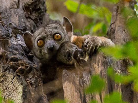 Смотреть фото Лемур Рандрианасола Фото Лемур Рандрианасола